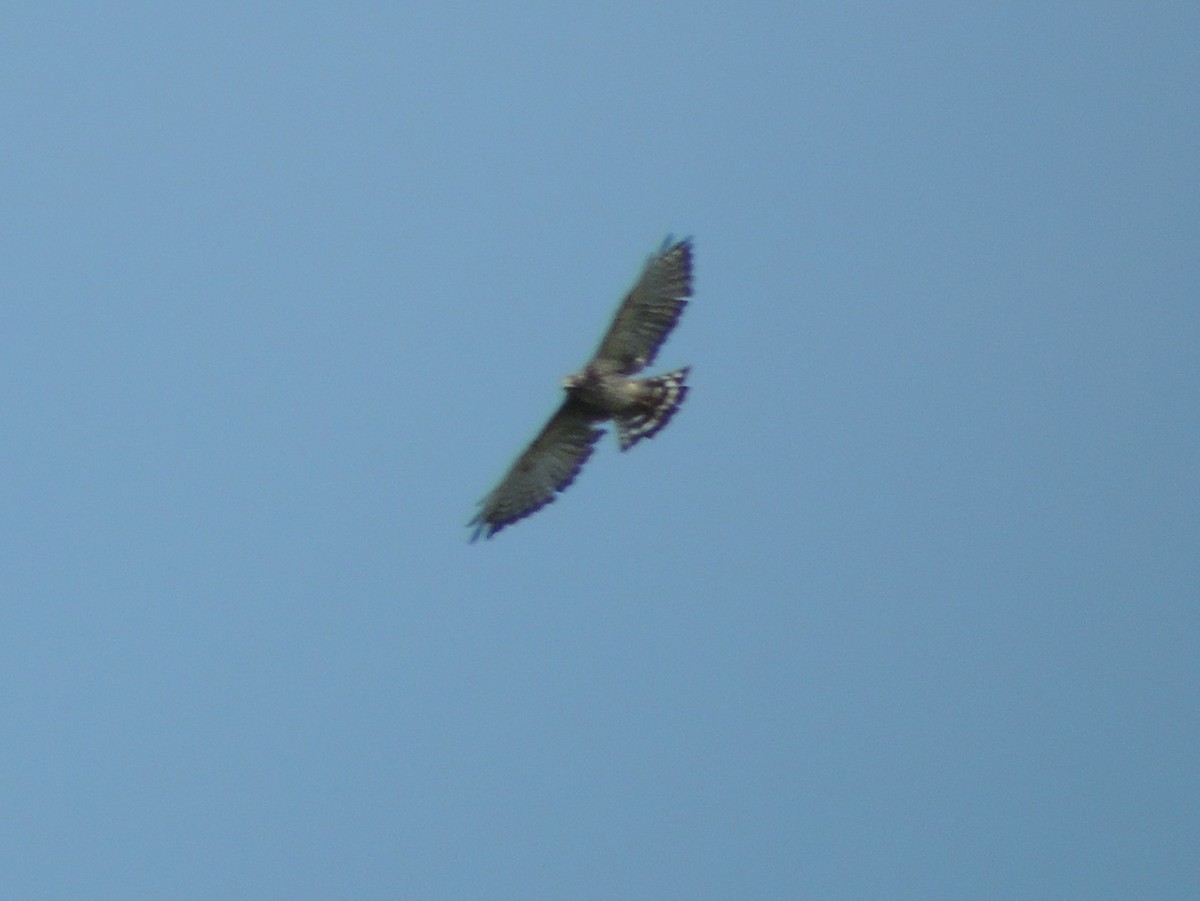 Broad-winged Hawk - ML65724711