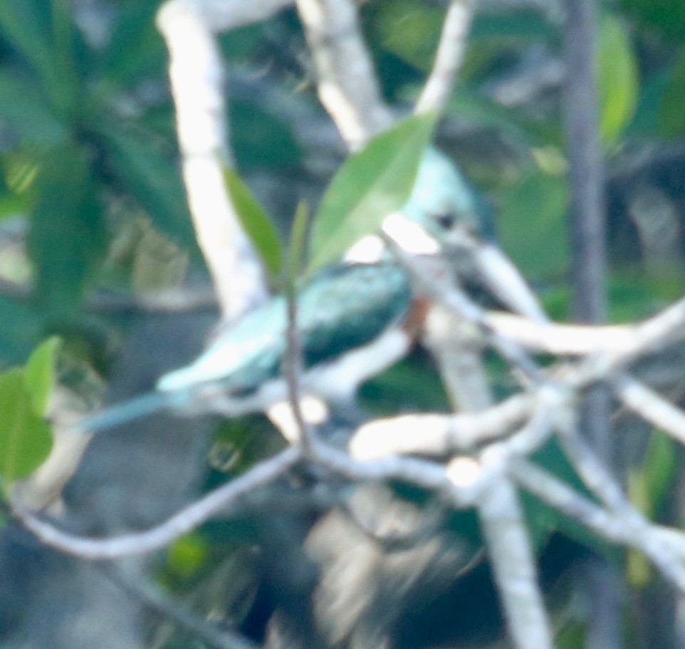 Green Kingfisher - Randy Bumbury