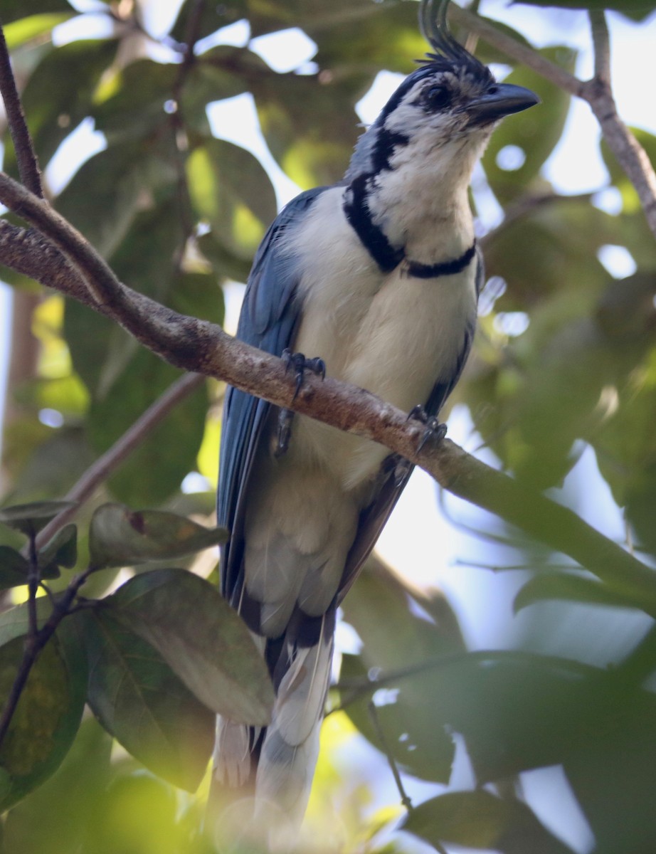 White-throated Magpie-Jay - ML65727911