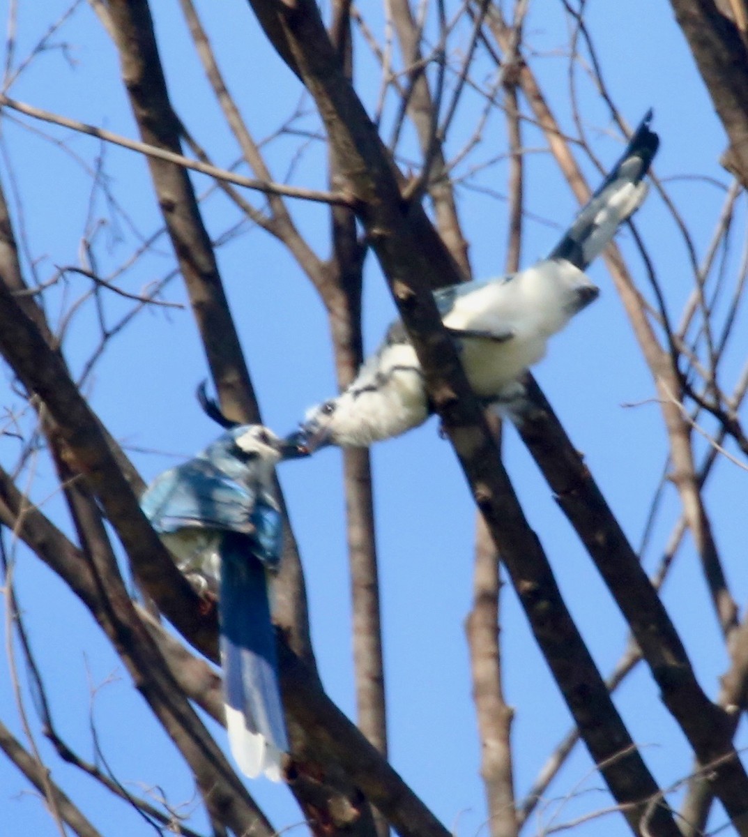 White-throated Magpie-Jay - Randy Bumbury