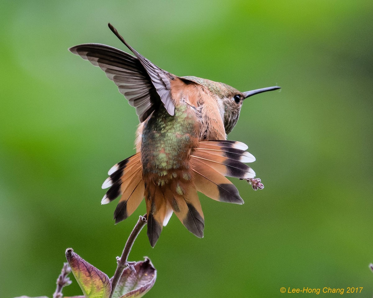 Rufous Hummingbird - Lee-Hong Chang