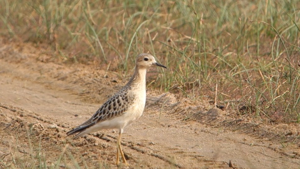 Buff-breasted Sandpiper - André Couture