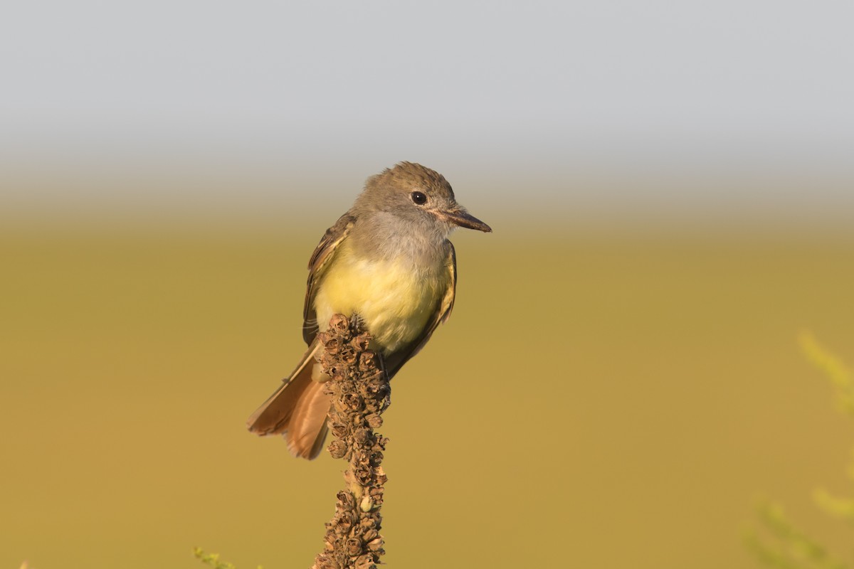 Great Crested Flycatcher - Jesse Amesbury