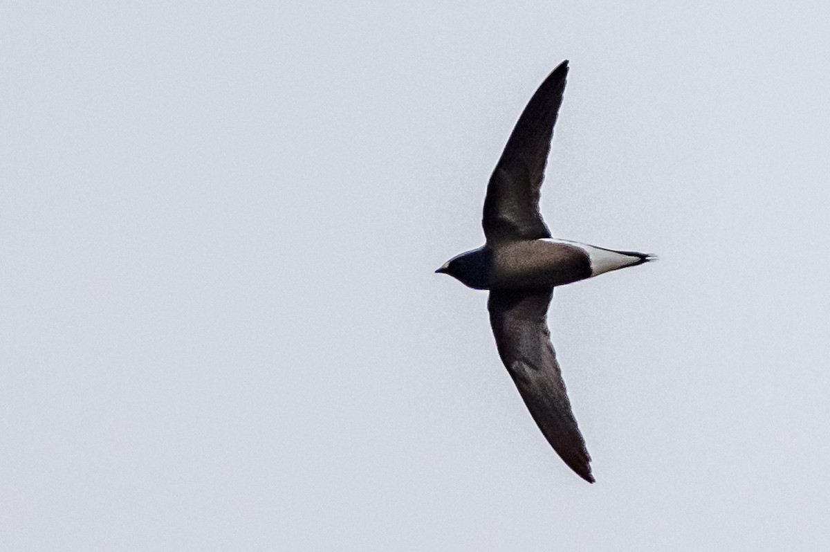 Brown-backed Needletail - ML65731831