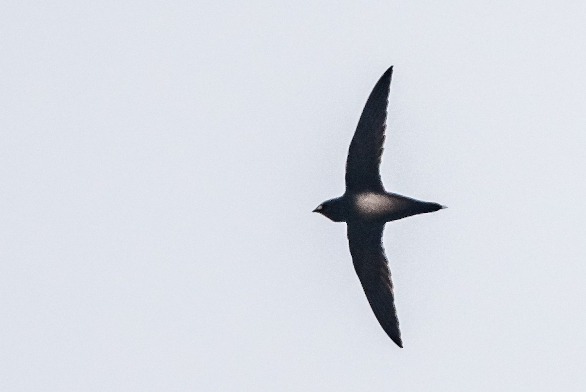 Brown-backed Needletail - ML65731841