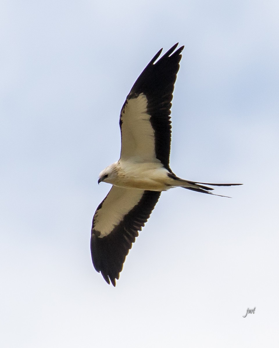 Swallow-tailed Kite - ML65732121