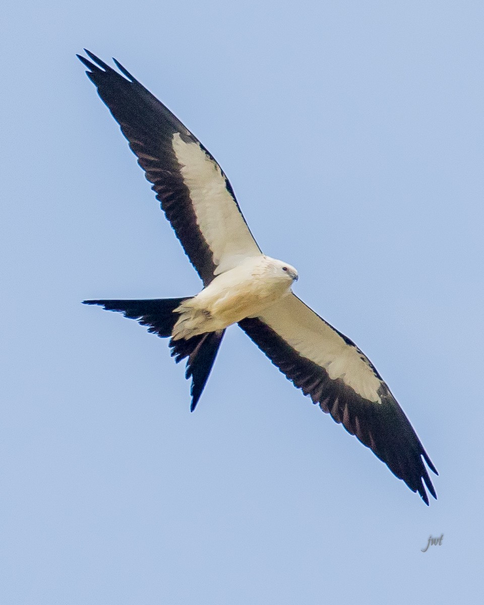 Swallow-tailed Kite - Janeal W. Thompson