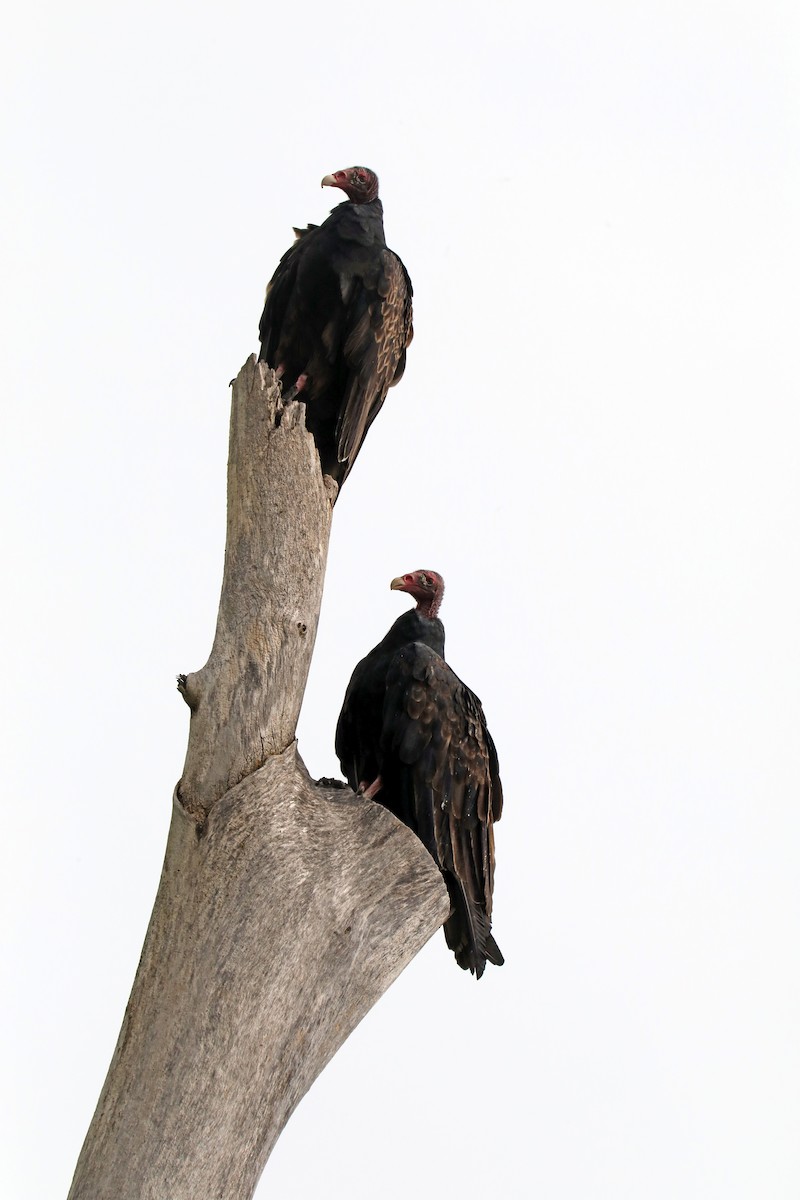 Turkey Vulture - Elizabeth Winter