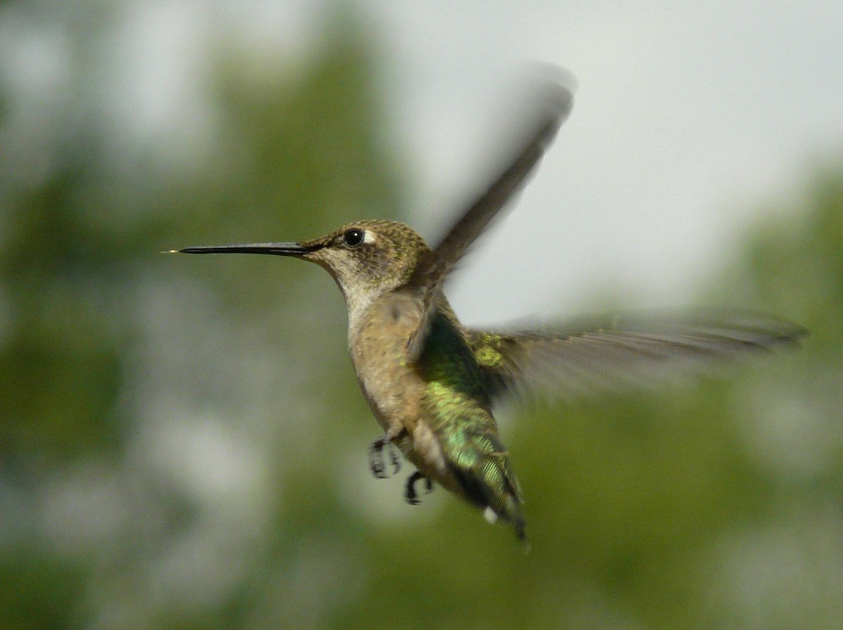Black-chinned Hummingbird - Douglas Leighton