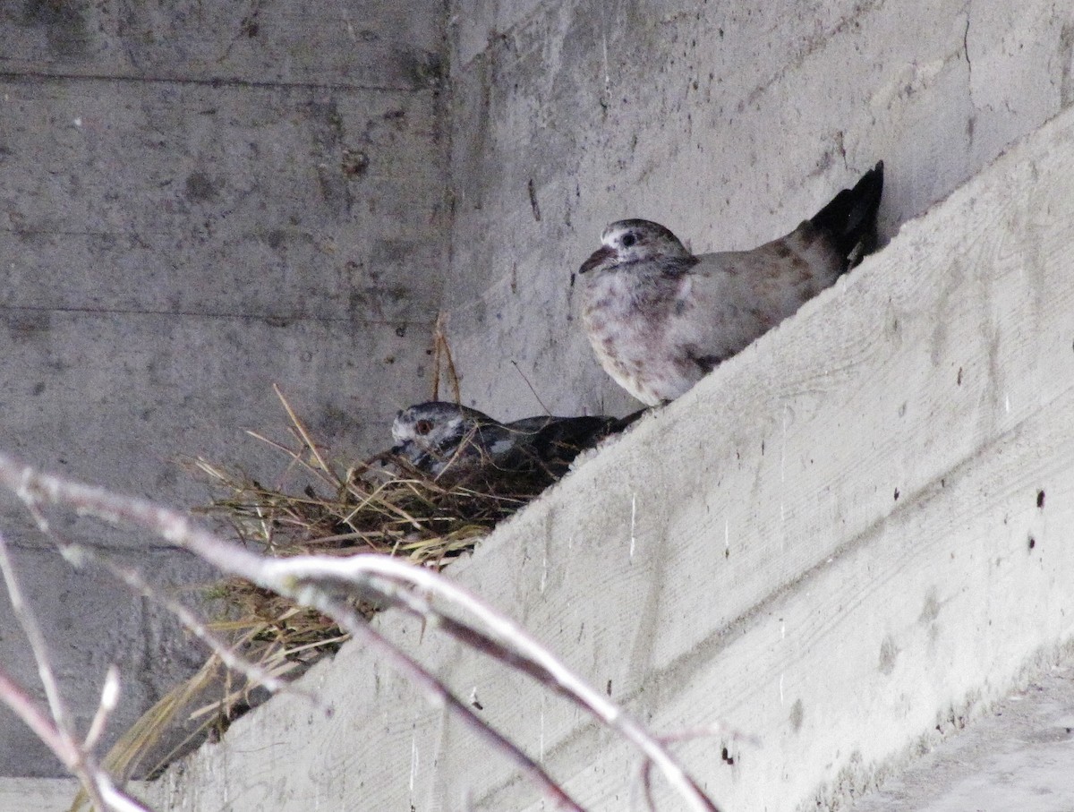 Rock Pigeon (Feral Pigeon) - Suzanne Maillé COHL