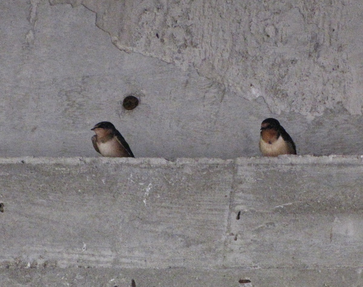 Barn Swallow - Suzanne Maillé COHL