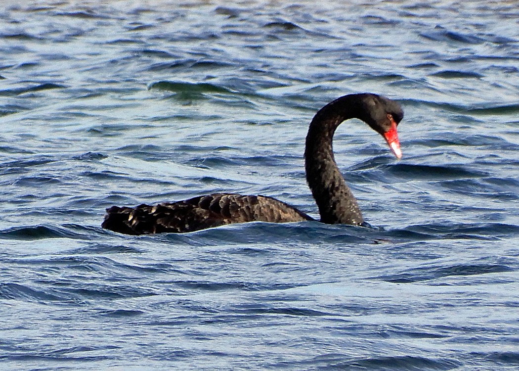 Black Swan - ML65735781