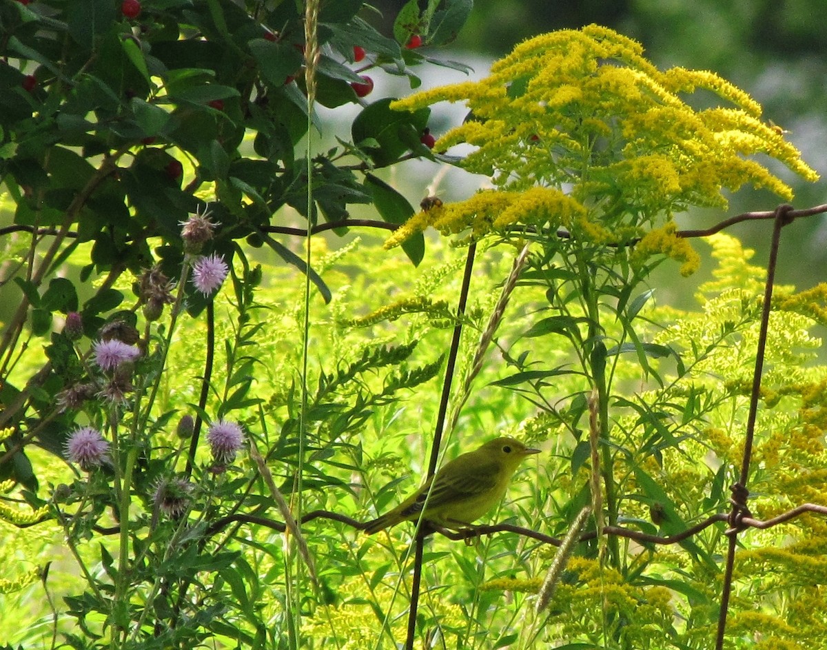 Yellow Warbler - Suzanne Maillé COHL