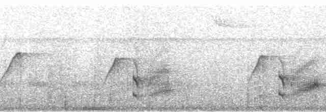 blåkronemanakin (coronata gr.) - ML65740