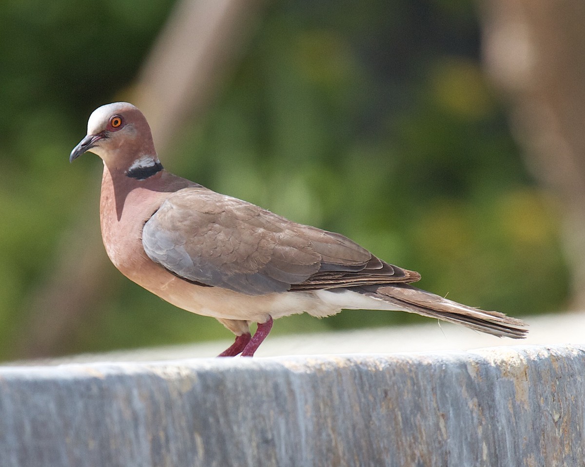 Sunda Collared-Dove - Robert Tizard