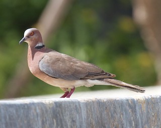  - Sunda Collared-Dove