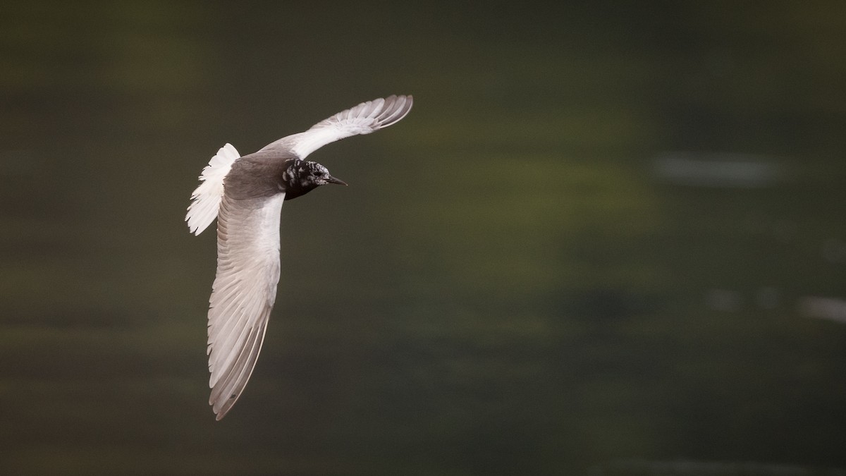 White-winged Tern - Ian Davies