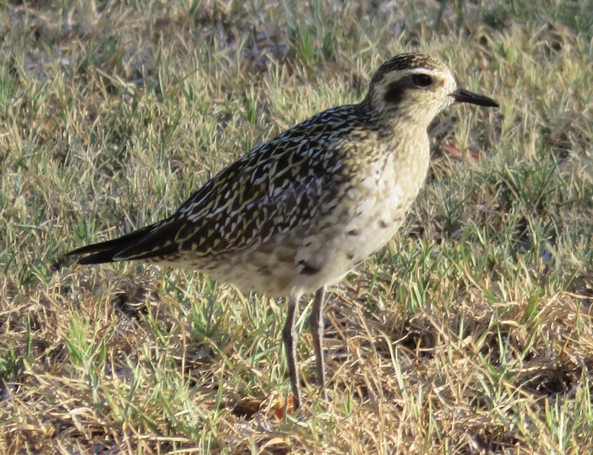 Pacific Golden-Plover - Victor Stoll