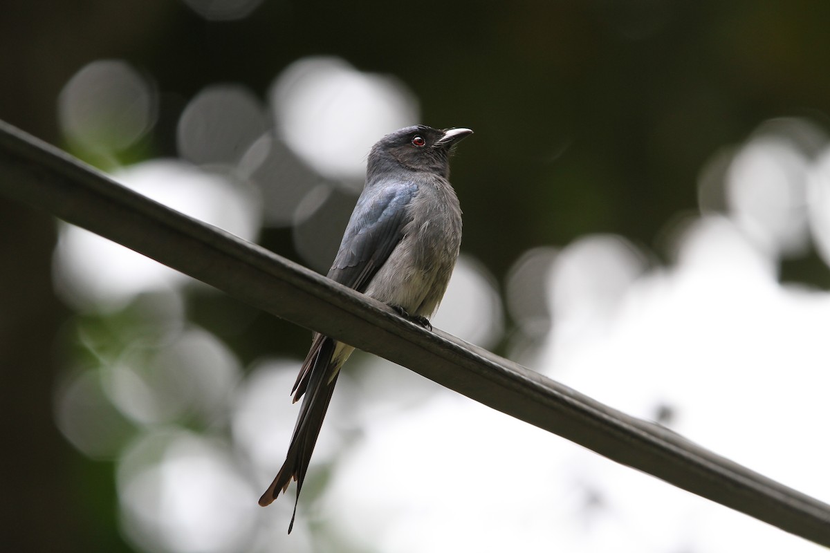 White-bellied Drongo (White-vented) - ML65749071