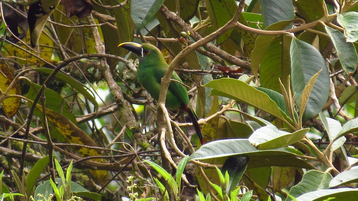 Southern Emerald-Toucanet - Jorge Muñoz García   CAQUETA BIRDING