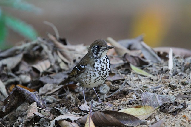 セイロンジツグミ Ebird