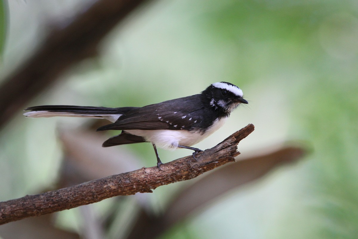 White-browed Fantail - ML65752411