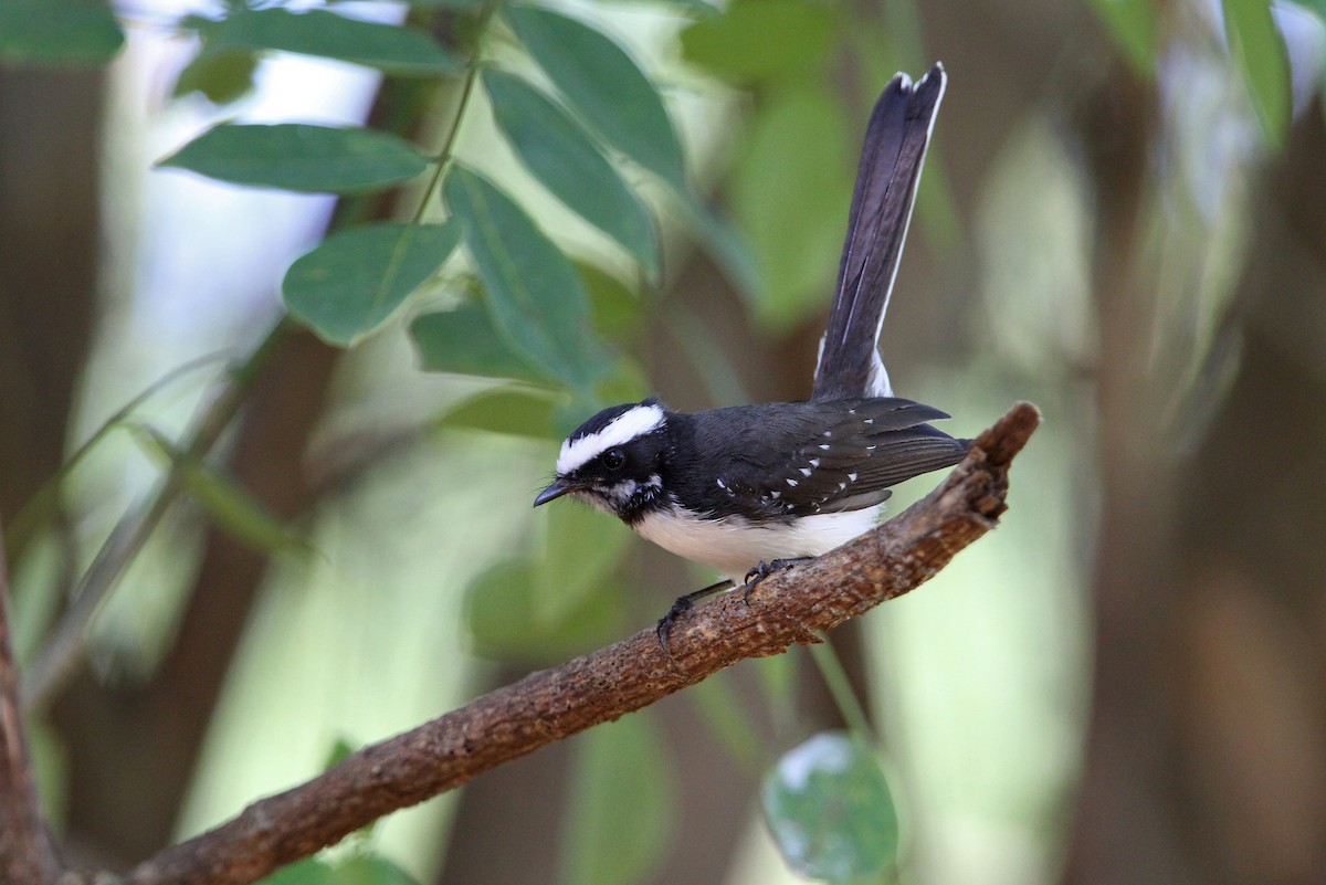 White-browed Fantail - ML65752441