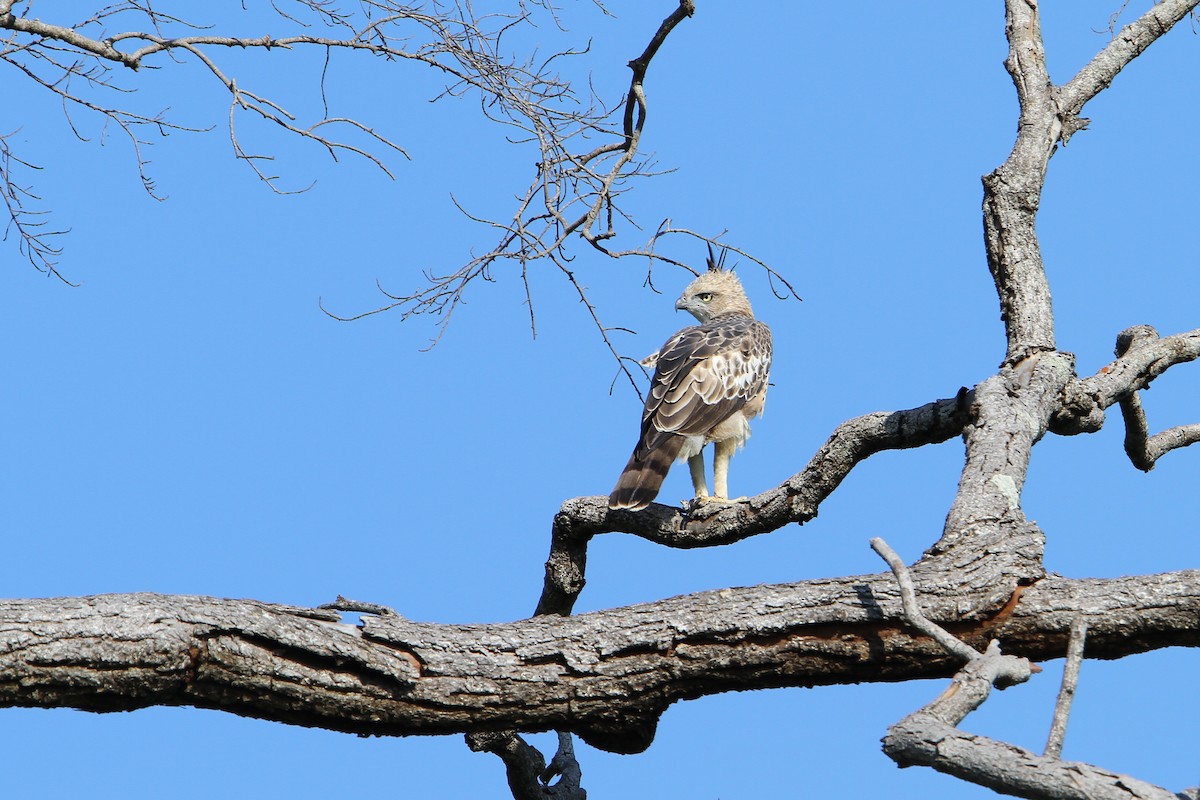 Changeable Hawk-Eagle (Crested) - ML65752701