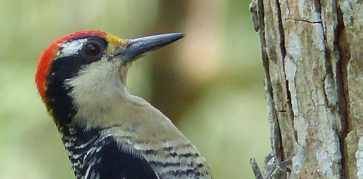 Black-cheeked Woodpecker - Lisa Brunetti