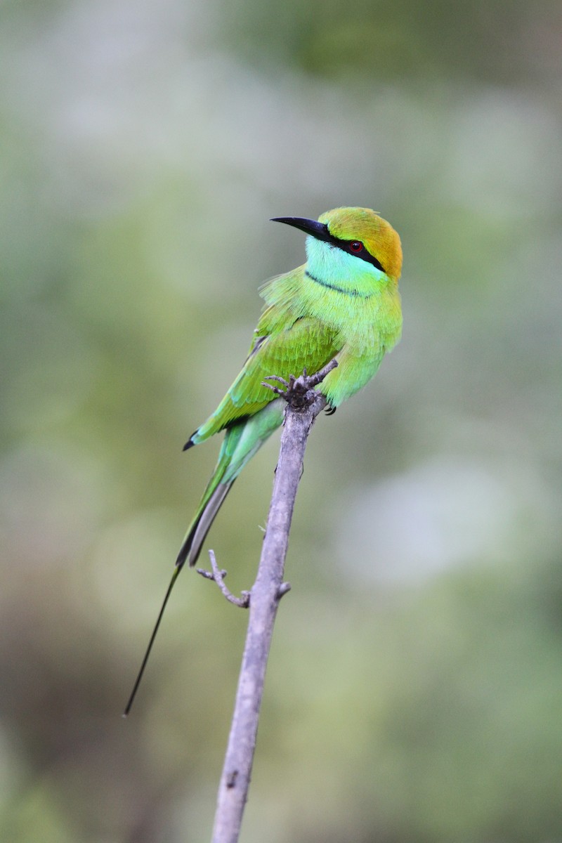 Asian Green Bee-eater - ML65753121