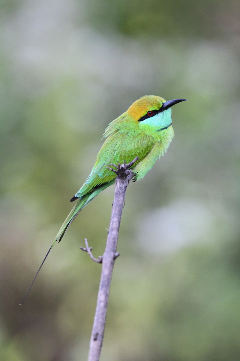 Asian Green Bee-eater - Christoph Moning