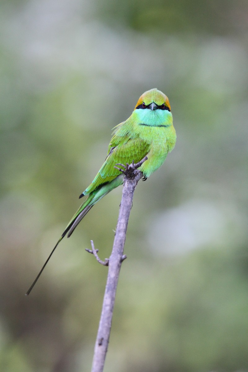 Asian Green Bee-eater - ML65753151