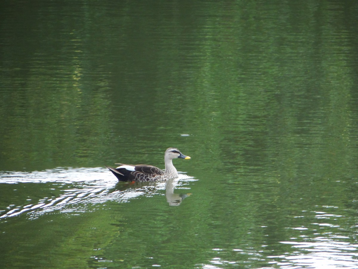 Indian Spot-billed Duck - Vidhya Sundar