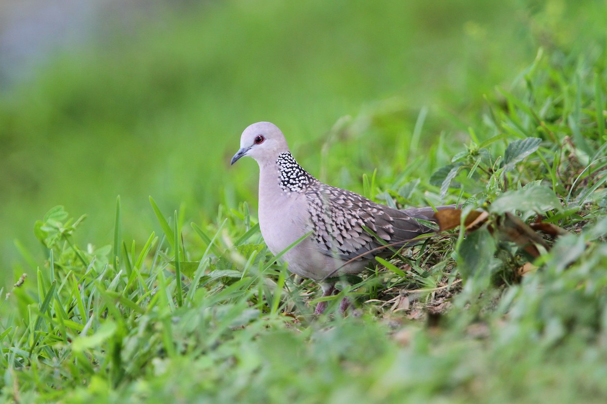 Spotted Dove - Christoph Moning