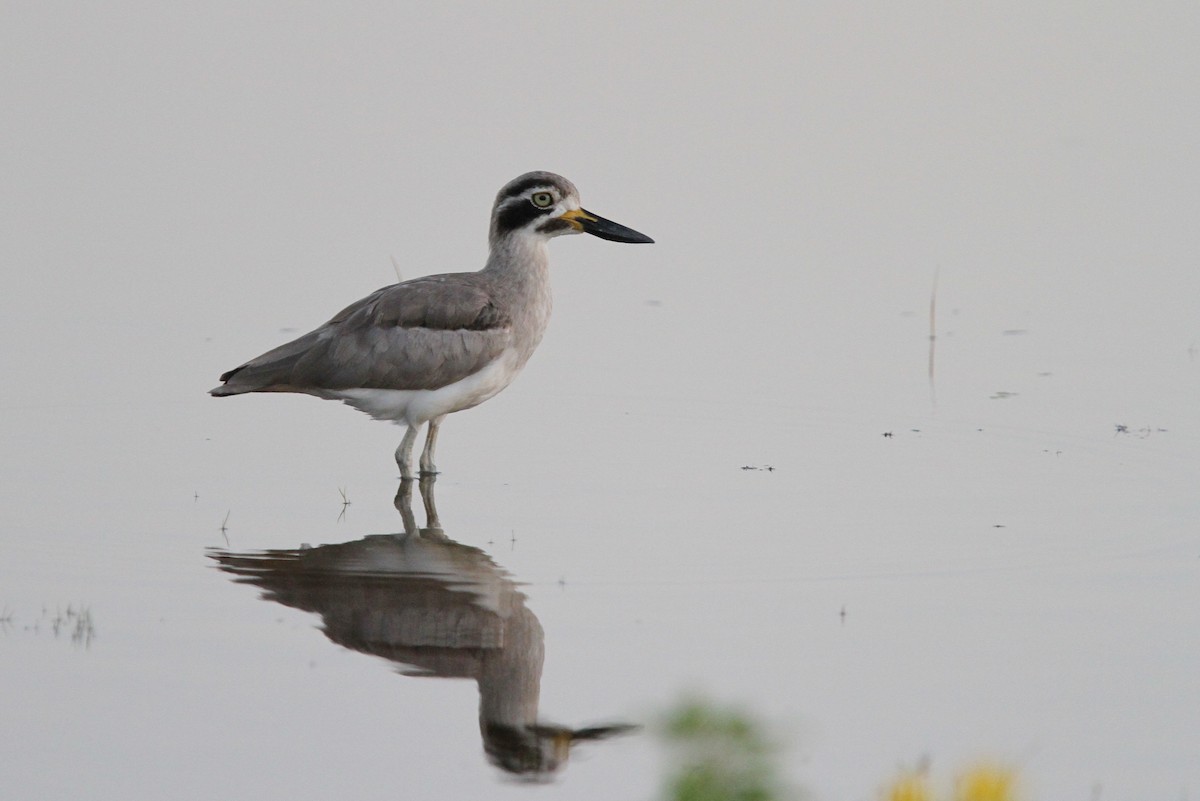 Great Thick-knee - ML65753921