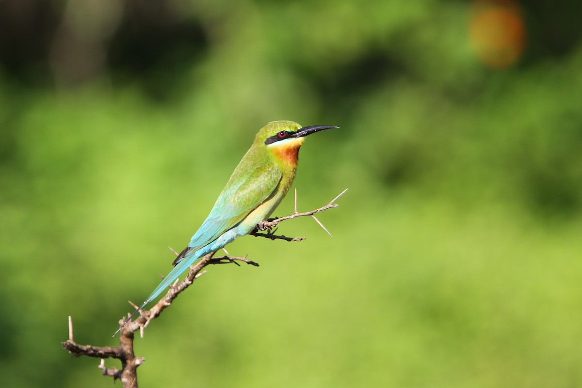 Blue-tailed Bee-eater - ML65754141