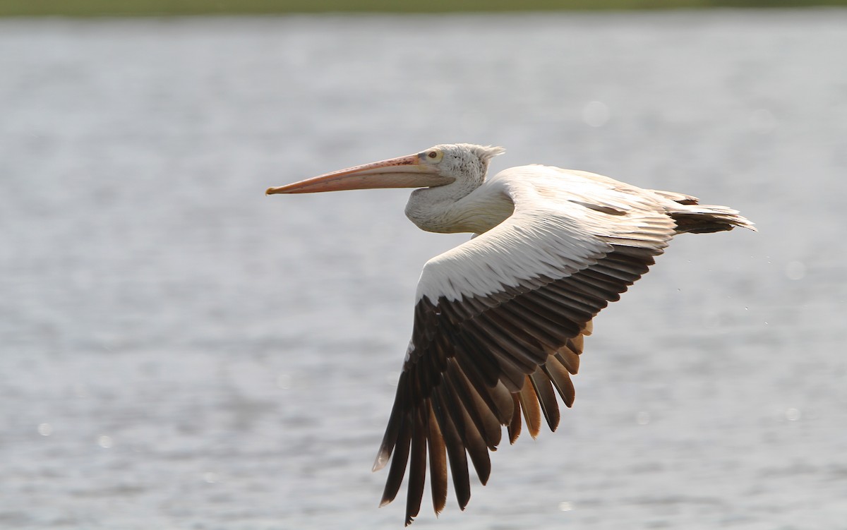 Spot-billed Pelican - ML65754361