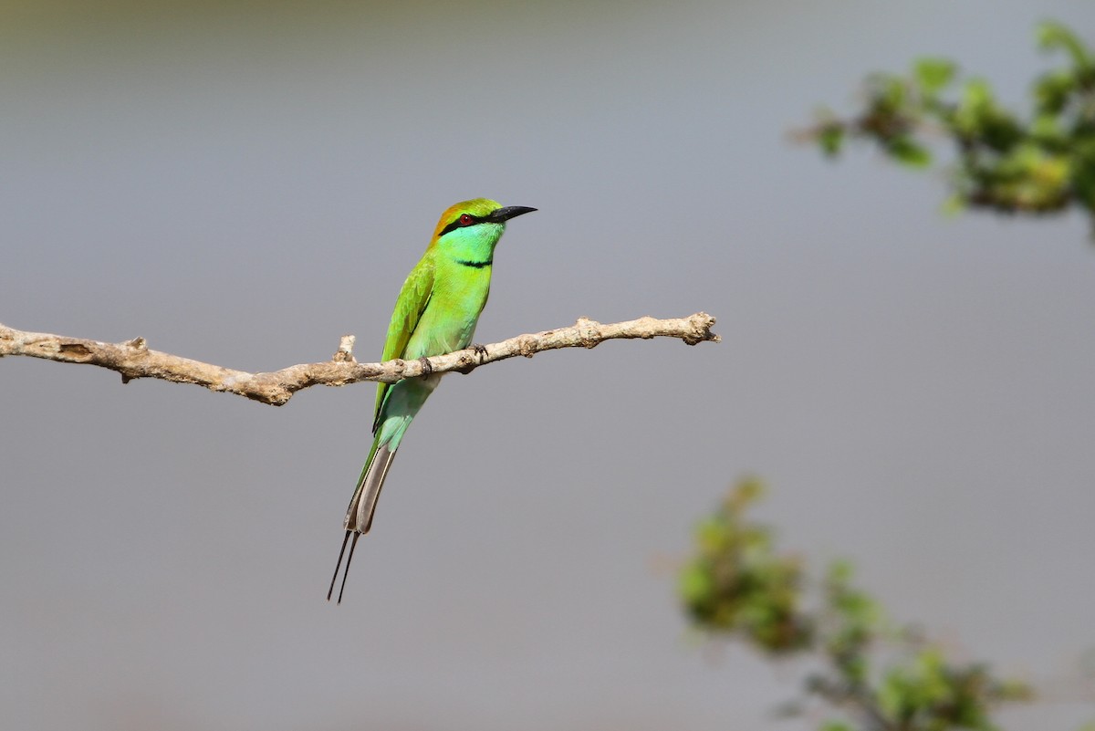 Asian Green Bee-eater - Christoph Moning