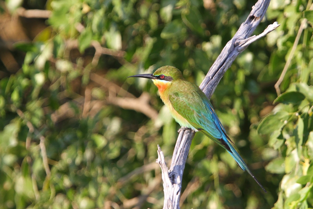 Blue-tailed Bee-eater - ML65754981