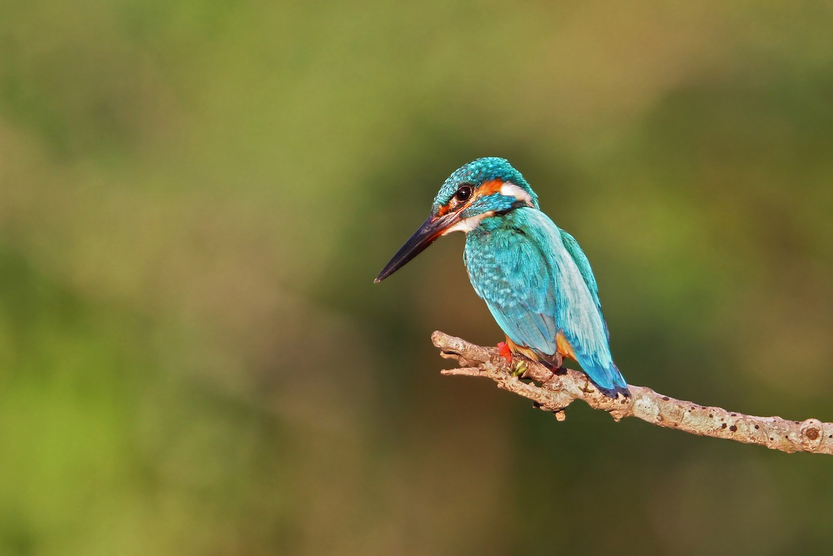 Common Kingfisher - Christoph Moning