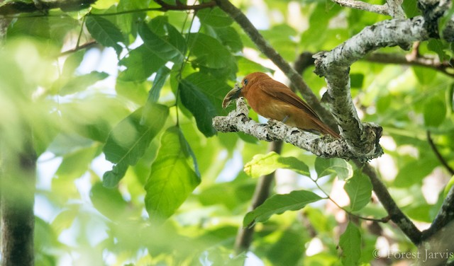 A bird consuming an insect in Camiguin, Philippines. - Rufous Paradise-Flycatcher - 