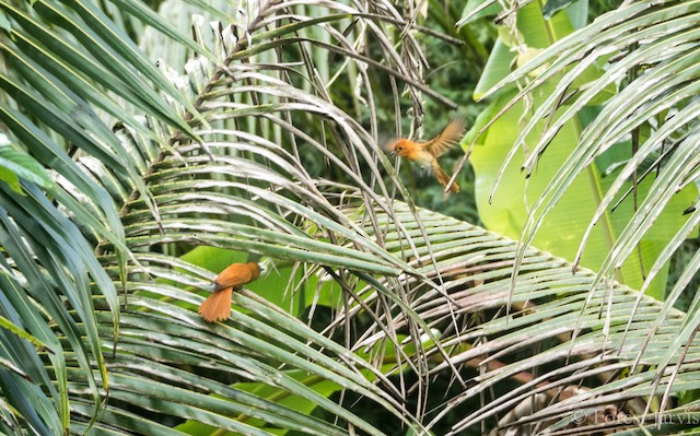 Habitat in Camiguin, Philippines. - Rufous Paradise-Flycatcher - 