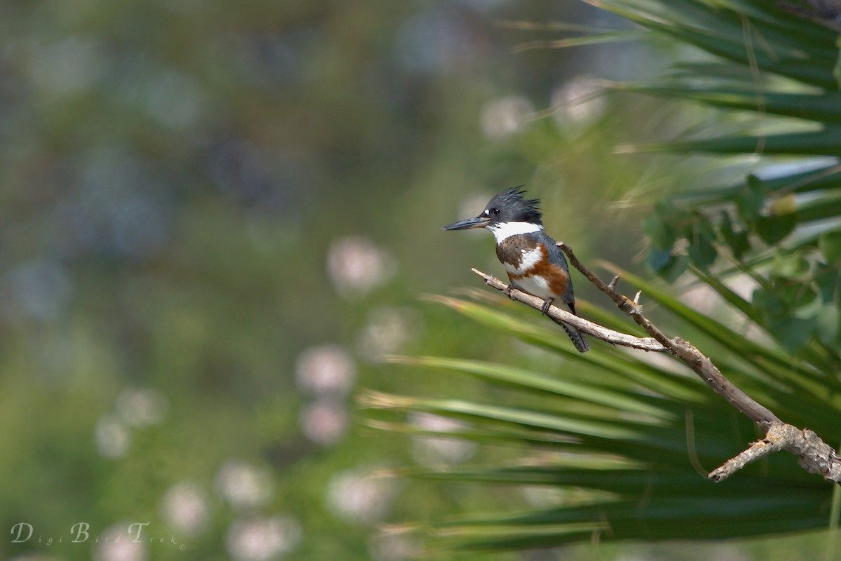 Belted Kingfisher - DigiBirdTrek CA
