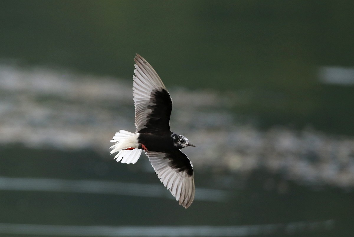 White-winged Tern - Jay McGowan