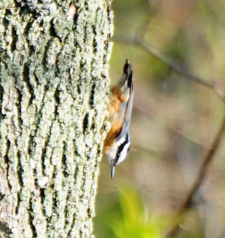 Red-breasted Nuthatch - ML65759501