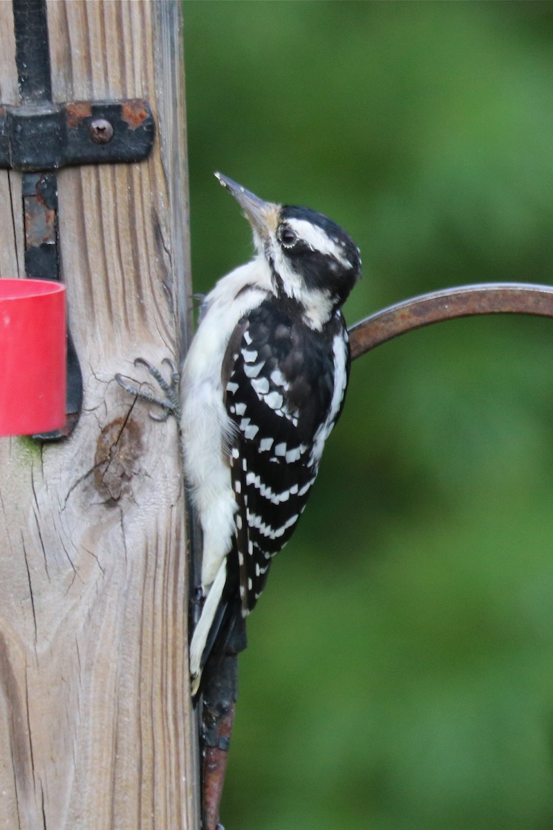 Hairy Woodpecker - ML65759561