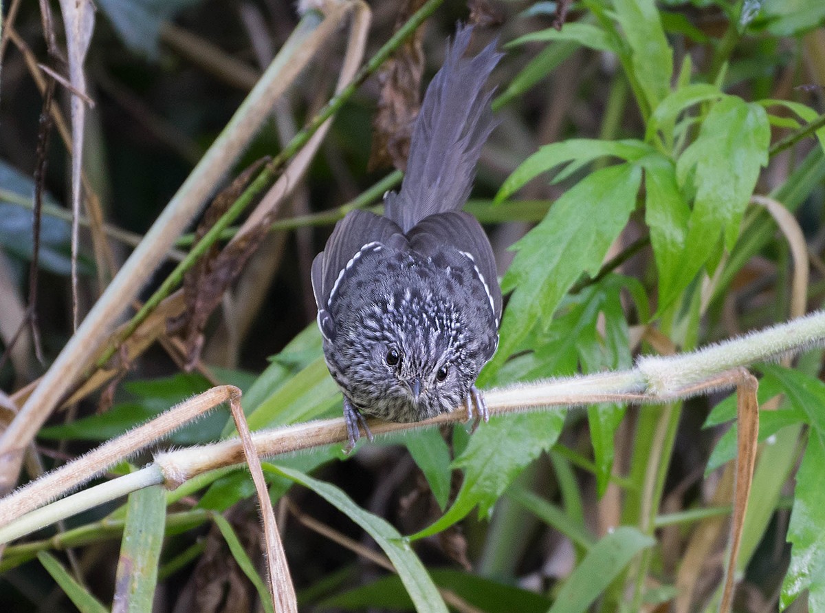 Dusky-tailed Antbird - ML65759641