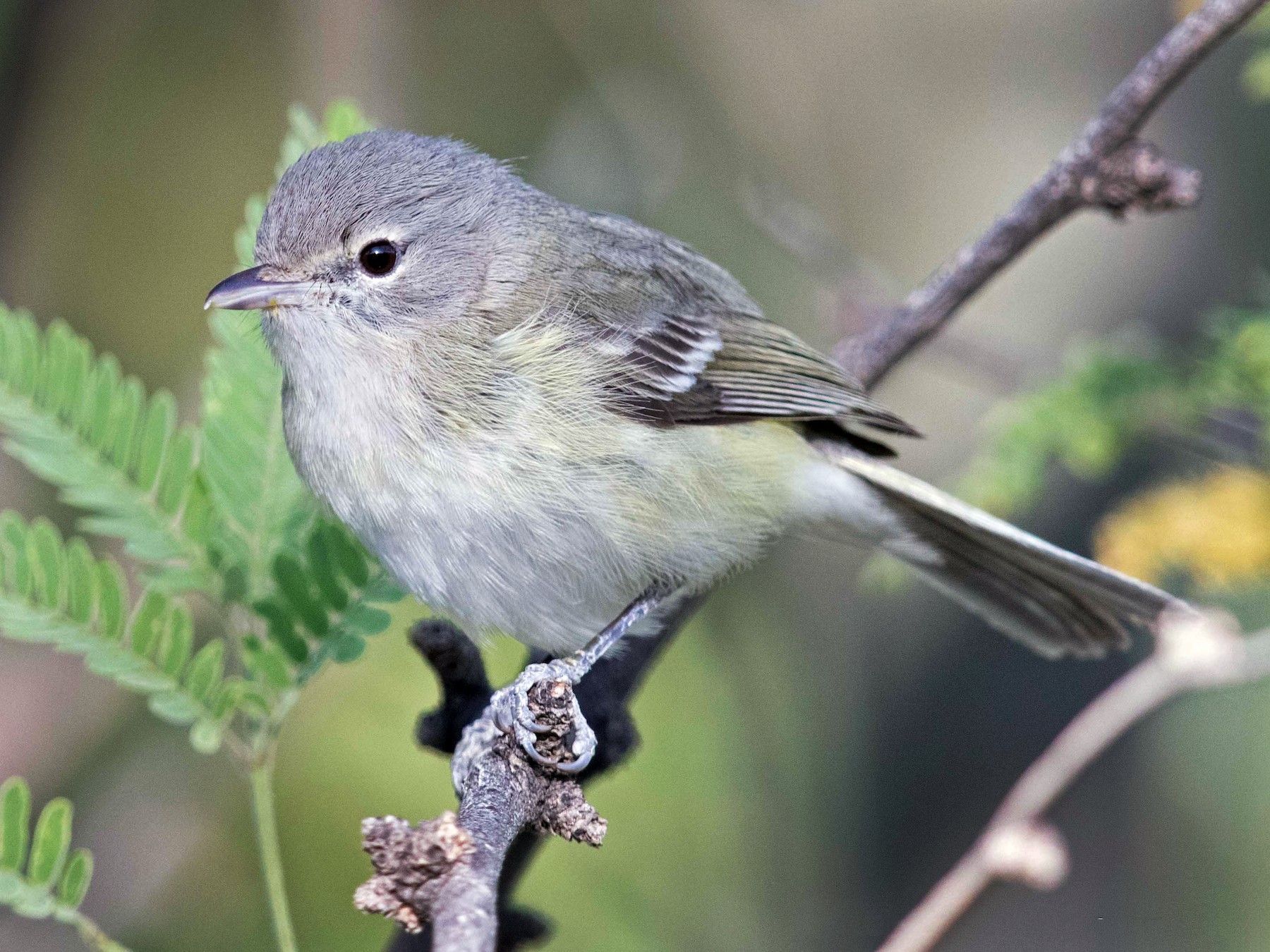 Bell's Vireo - eBird