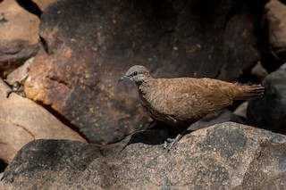 White-quilled Rock-Pigeon, ML65760321