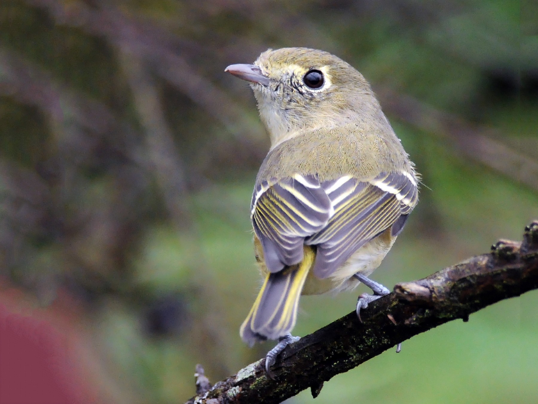 Hutton's Vireo - eBird